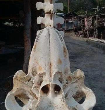 WhatsApp Image 2025 04 29 at 10.10.59