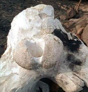 WhatsApp Image 2025 04 29 at 10.11.00 2