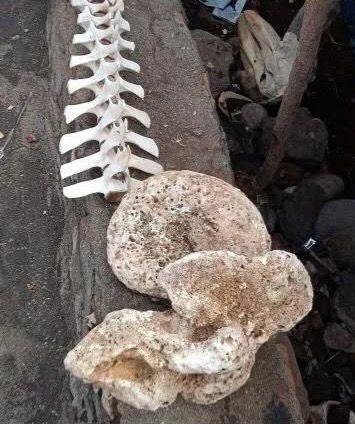 WhatsApp Image 2025 04 29 at 10.11.00