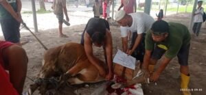 WhatsApp Image 2025 06 08 at 17.28.05 2